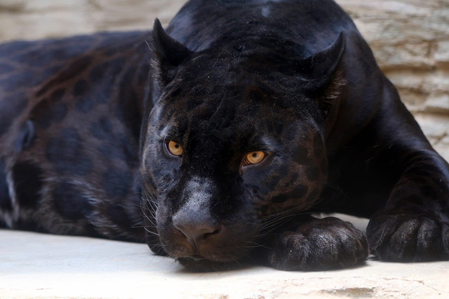 A woman was clawed by a jaguar after she climbed over a zoo barrier in Litchfield Park, Ariz. (katerinavulcova/Pixabay)