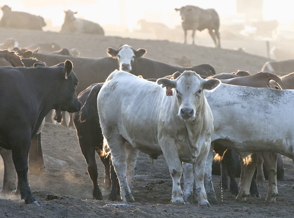 Cattle are seen at a feedlot in Nebraska on July 20, 2012. (Nati Harnik/AP)