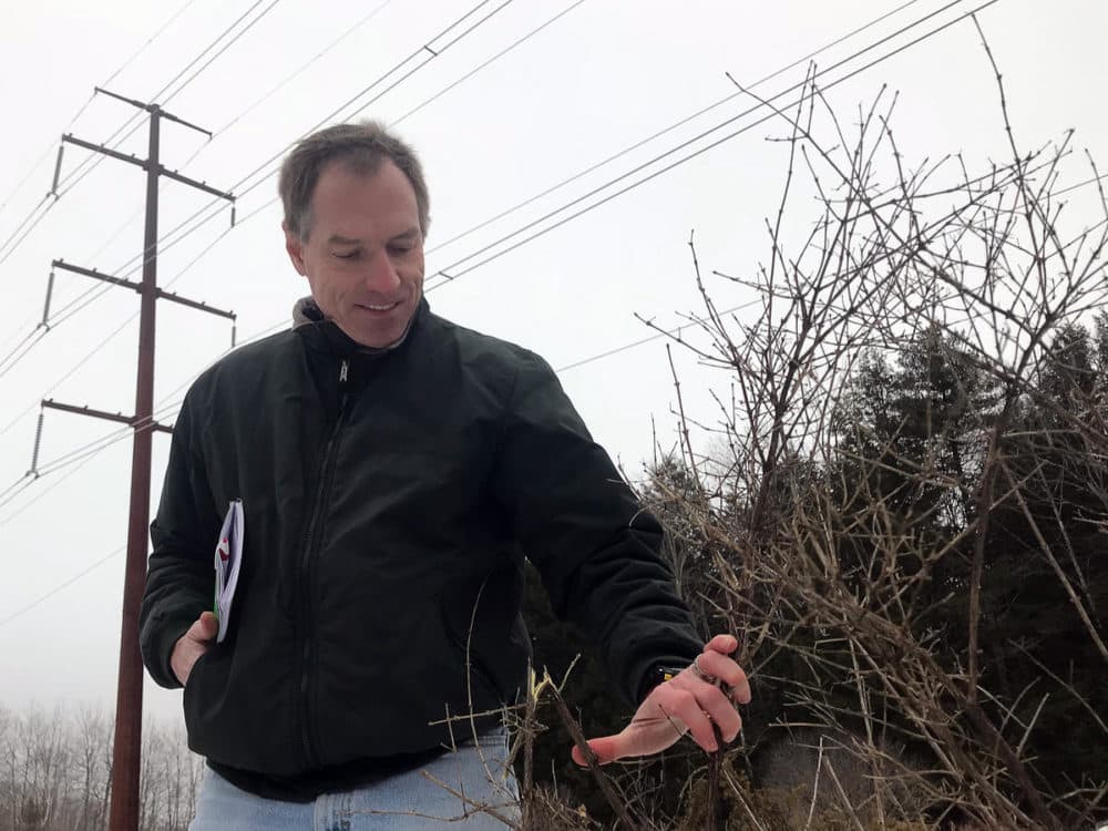 Nature Conservancy scientist Andy Cutko points out an invasive shrub in a power corridor in Bowdoinham. (Fred Bever/Maine Public Radio)
