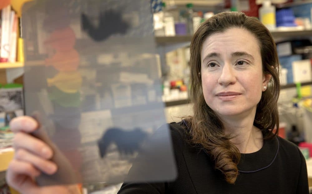 Associate professor of neuroscience Myriam Heiman examines a data sheet at her MIT lab. (Robin Lubbock/WBUR)