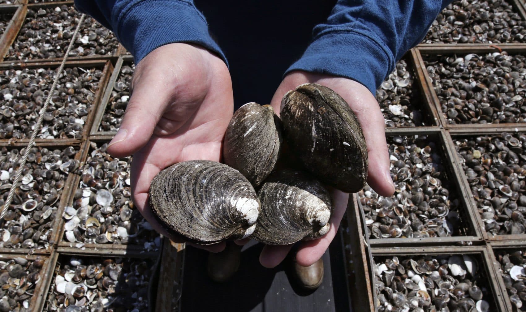 In this May 2016, photo, Mike Mohr, captain of the fishing vessel E.S.S. Pursuit, cradles quahog clams on the deck of his ship while offloading a two-day haul at a dock in New Bedford, Mass. (Charles Krupa/AP)