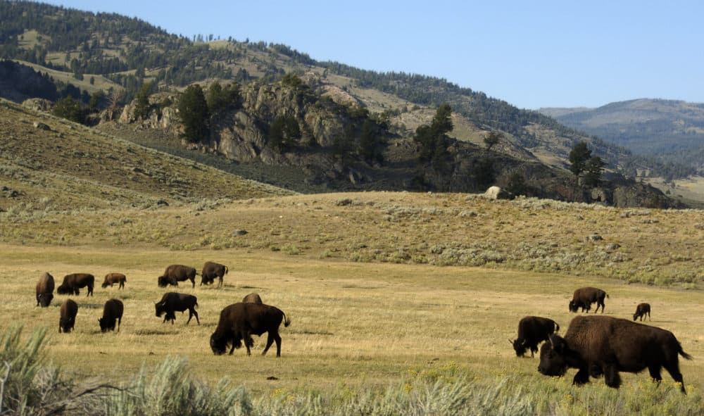 In this Aug. 3, 2016 file photo, a herd of bison grazes in the Lamar Valley of Yellowstone National Park in Wyo. (Matthew Brown/AP/File)