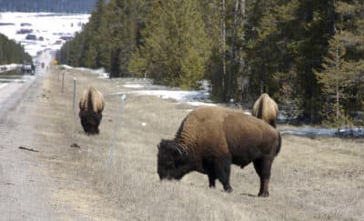 Fort Peck Tribes Fight For Surplus Yellowstone Bison
