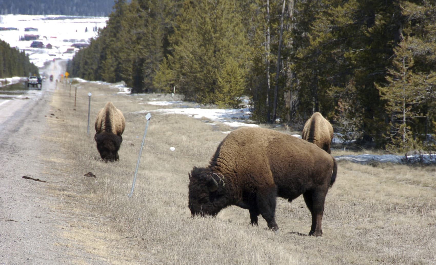 Fort Peck Tribes Fight For Surplus Yellowstone Bison