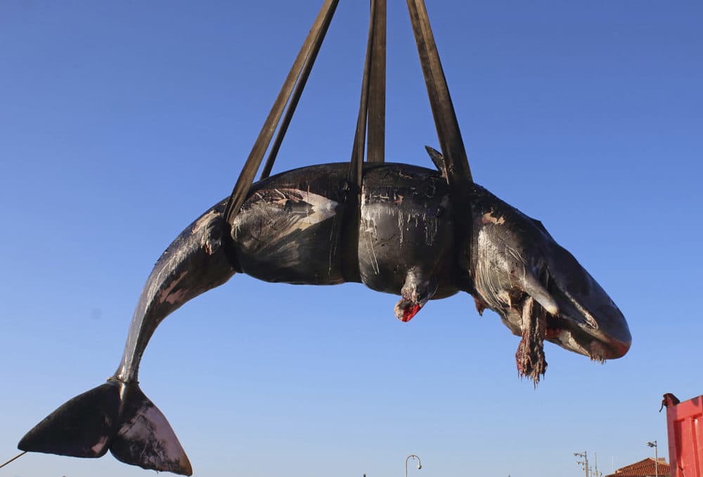 A whale is lifted up onto a truck after being recovered off Sardinia island, Italy. The World Wildlife Foundation is sounding the alarm over plastics in the Mediterranean Sea after an 8-meter-long sperm whale was found dead off Sardinia with 48.5 pounds of plastic found in its belly. The female whale beached off the northern coast of Sardinia last week. (SEAME Sardinia Onlus via AP)