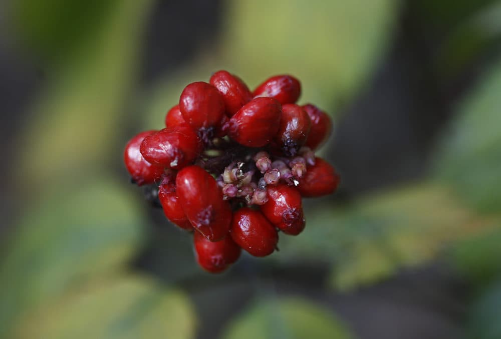 In this 2015 photo, a seed pod is seen above a ginseng plant growing in Pennsylvania. (AP Photo/Keith Srakocic)