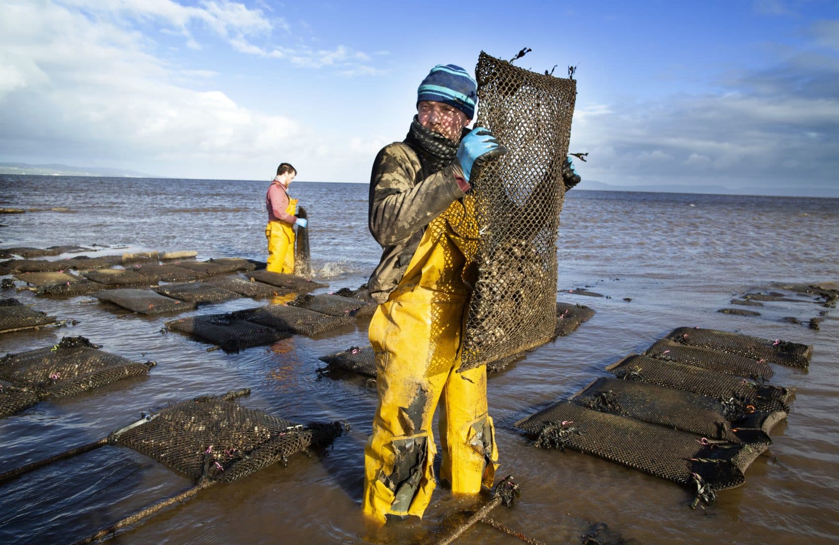 Farmers tend the oysters at William Lynch's Foylemore Oysters farm in Lough Foyle in County Donegal, Ireland, on March 7, 2019. For 20 years, William Lynch has farmed oysters in disputed waters along the Irish border. With Brexit looming, a convenient grey area which has allowed him to flourish could be coming to an end. (Paul Faith/Getty Images)