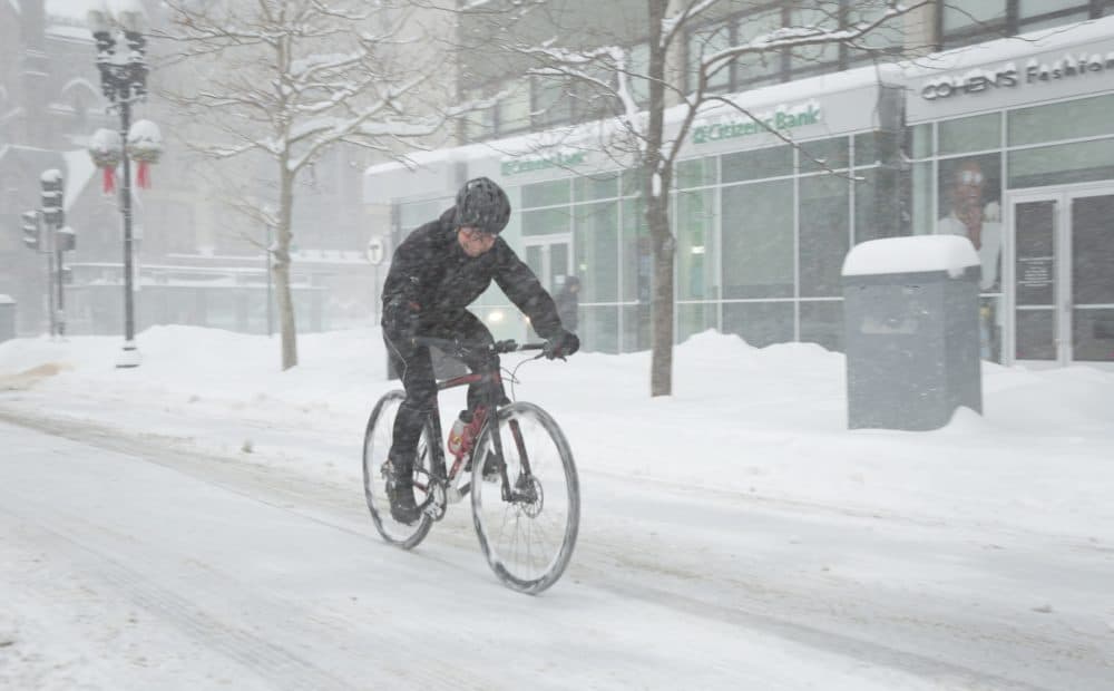 Snow? What snow? (Robin Lubbock/WBUR)