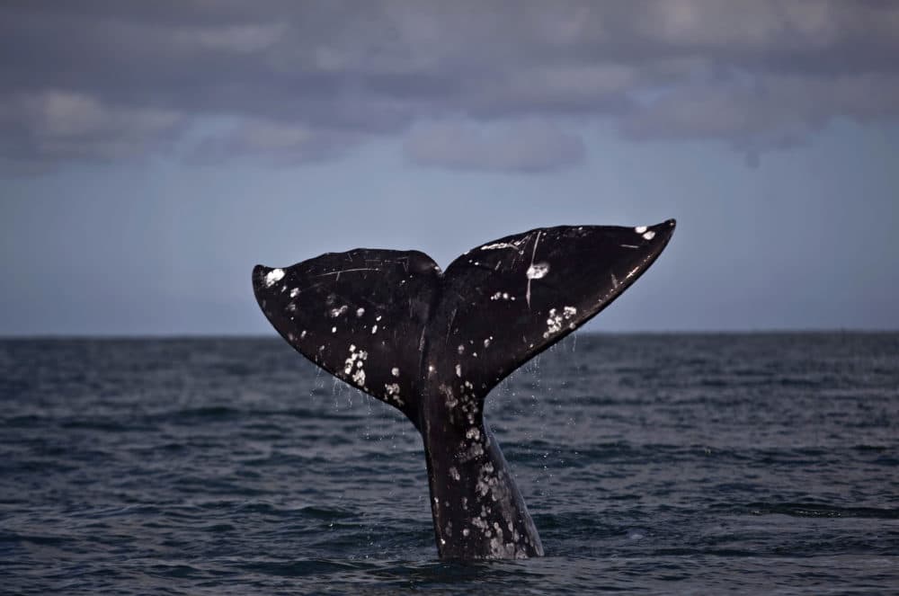 A tail of a gray whale surfaces. (Guillermo Arias/AP File)