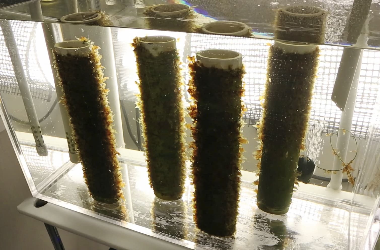 In this Nov. 4, 2015, file photo, kelp grows on spools of twine in an aquarium at a lab at the University of New England in Biddeford, Maine. (Robert F. Bukaty/AP)