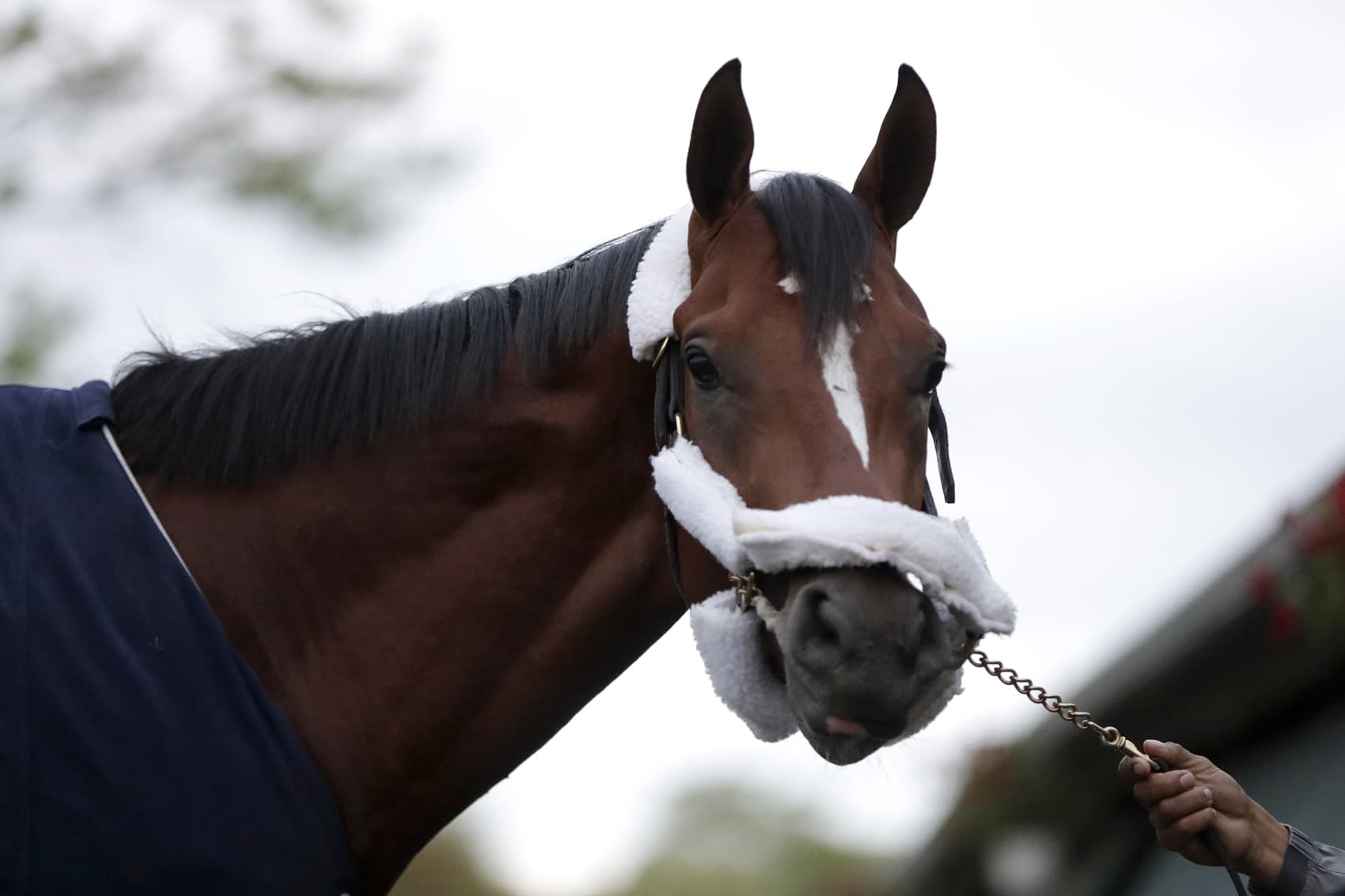 Maximum Security, the horse disqualified from the Kentucky Derby horse race, looks on after arriving at its home barn at Monmouth Park Racetrack, Tuesday, May 7, 2019, in Oceanport, N.J. (Julio Cortez/AP)
