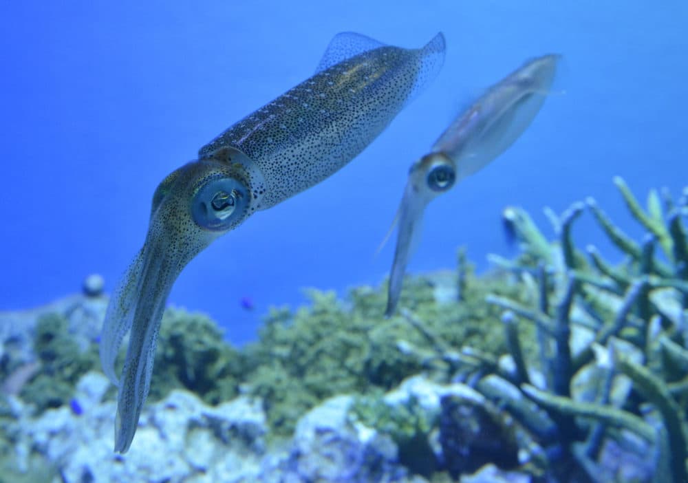 Scientists continue to be fascinated by squids. Pictured: Small squid in a tank at the Sunshine Aquarium in Tokyo. (Yoshikazu Tsuno/AFP/Getty Images)