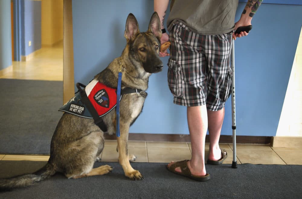 Army veteran Brad Schwarz brings his service dog Panzer for a check up at Southwest Animal Care Center in Palos Hills, Illinois. (Scott Olson/Getty Images)