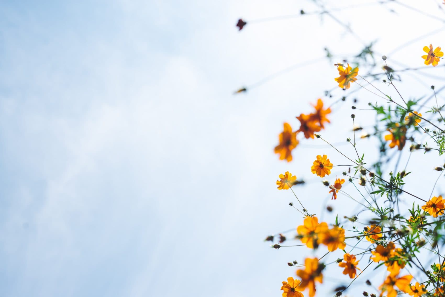 (Masaaki Komori/Unsplash)