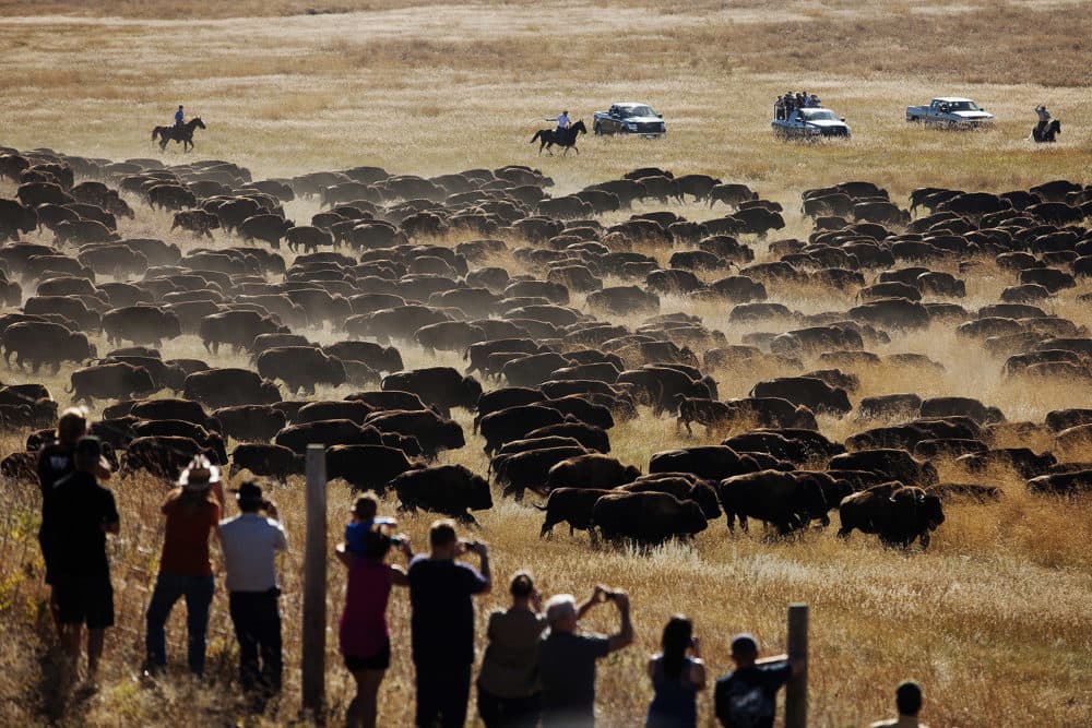Spectators watch as riders and drivers herd buffalo toward corrals at the 49th annual Custer State Park Buffalo Roundup in the southern Black Hills near Custer, S.D. (Kristina Barker/AP)