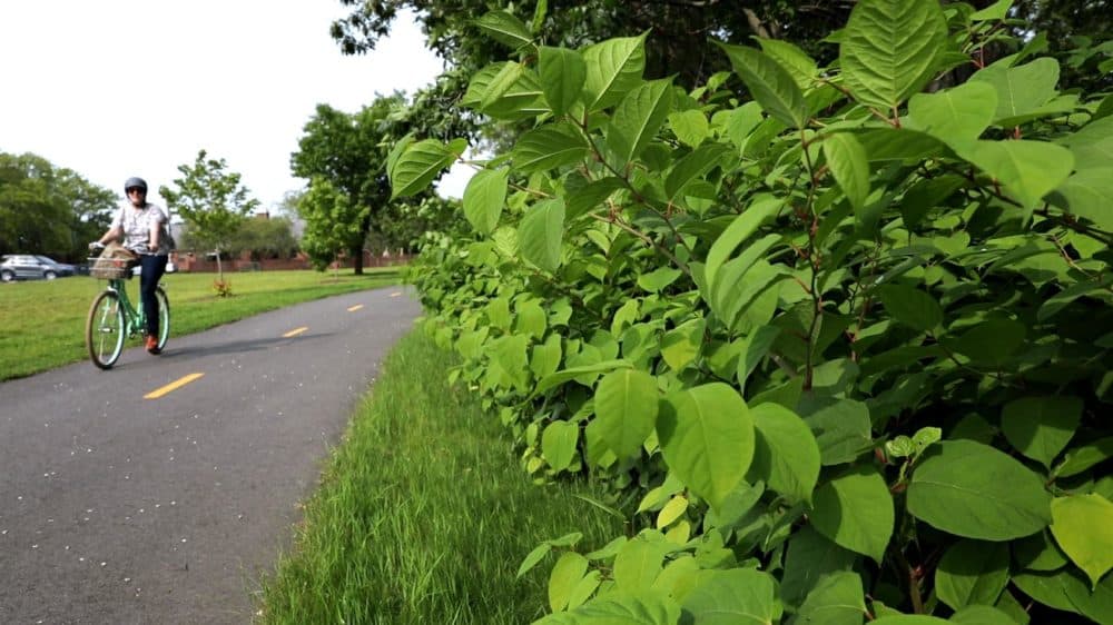 Mature knotweed bushes line a bicycle path on the banks of the Charles River. (Robin Lubbock/WBUR)