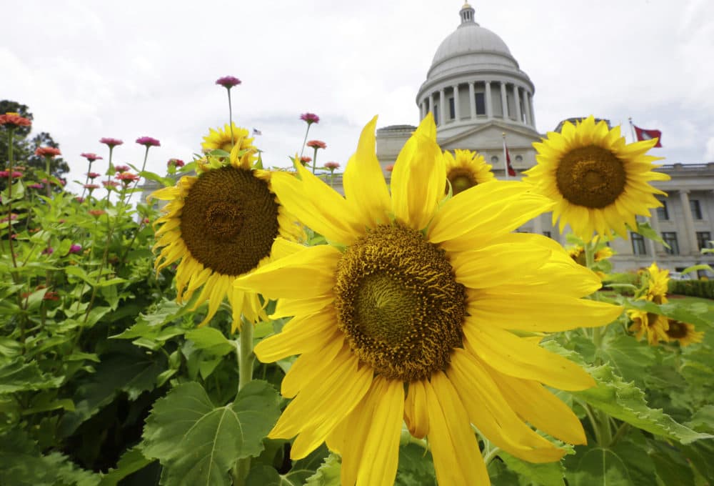 Sunflowers and other plants bloom in front of the Arkansas state Capitol in Little Rock, Ark. (Danny Johnston/AP)