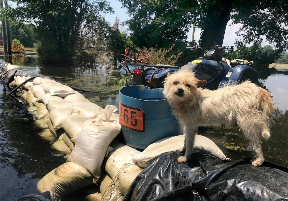 Anderson Jones' dogs had been living on top of the wall of sandbags that surrounded his house. (Peter O'Dowd/Here &amp; Now)