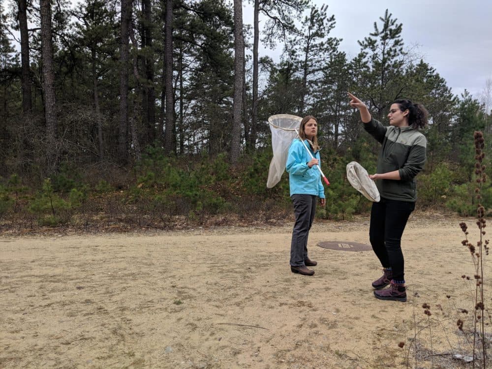 State butterfly biologists Heidi Holman, left, and Heather Siart scout for frosted elfin butterflies in the Concord pine barrens, where the endangered Karner blue butterfly was reintroduced nearly 20 years ago. (Annie Ropeik/NHPR)