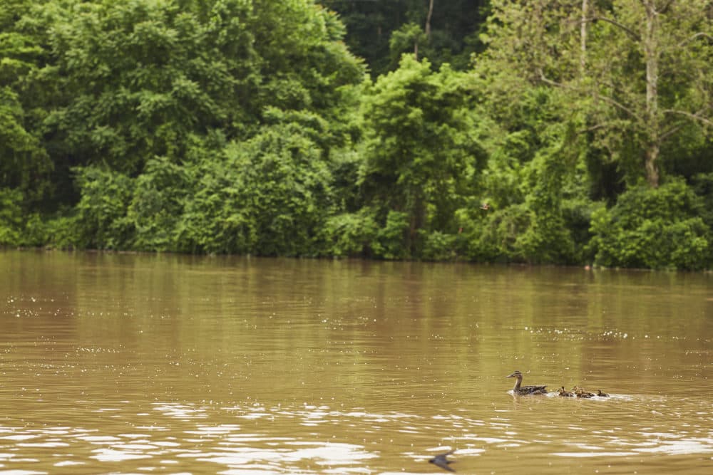 A team of ducks paddling on the Cuyahoga River near downtown Cleveland. (Paul Sobota for Here &amp; Now)