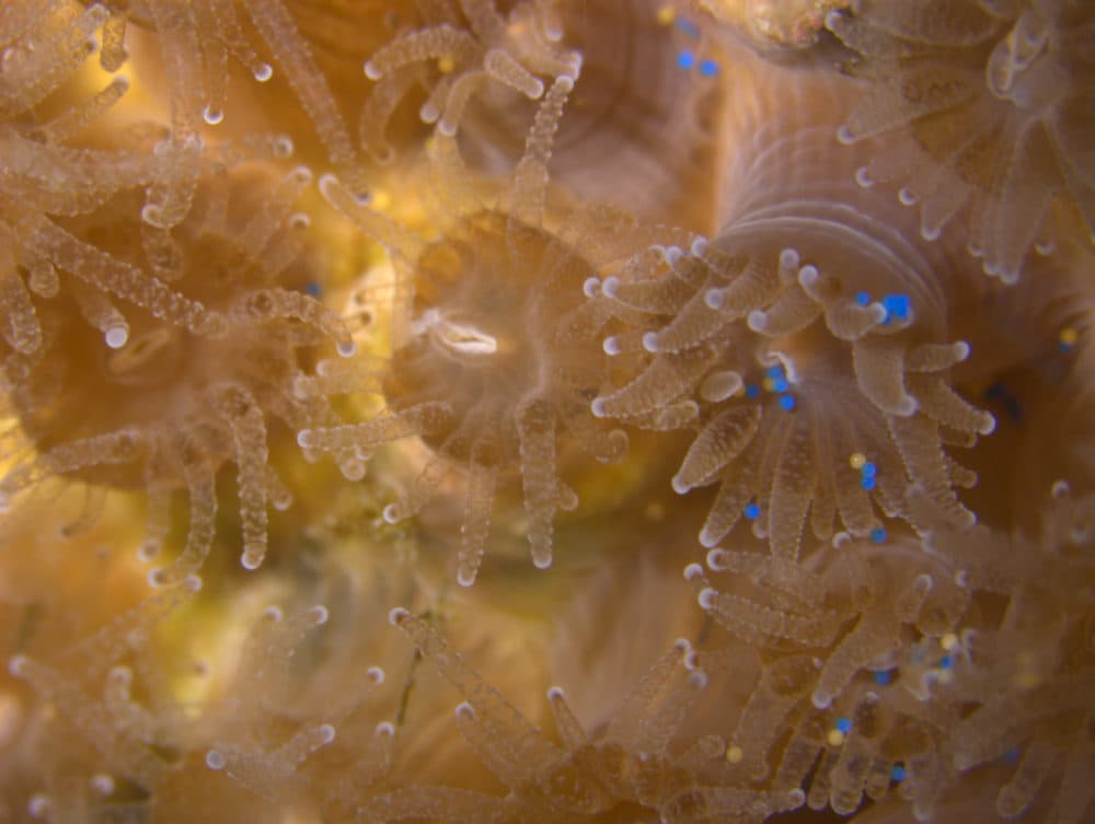 Boston Univeristy researchers recently discovered that coral is consuming microplastics polluting the ocean. (Courtesy Randi Rotjan/Boston University)
