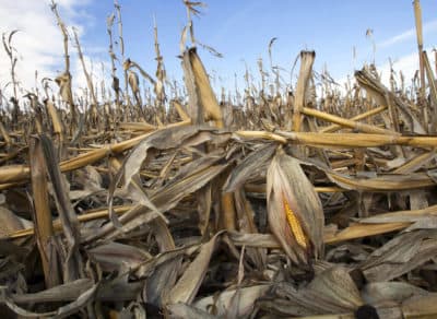 The Scariest Thing About Climate Change: What Happens To Our Food Supply