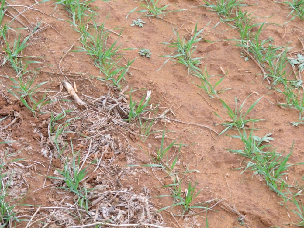 This March 14, 2011 picture shows one of farmer Jim Freudenberger's wheat fields in Coyle, Okla. That year, farmers across the South dealt with a severe drought that stunted the growth of several crops, including wheat. (Justin Juozapavicius/AP)