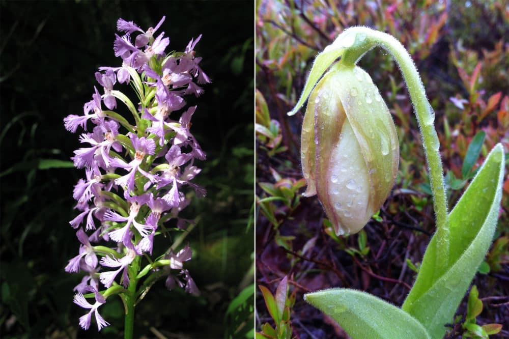 A purple fringed orchid, left, and the lady slipper, another orchid. Both have declined dramatically in the region. (Courtesy Richard Primack; Caitlin McDonough MacKenzie)