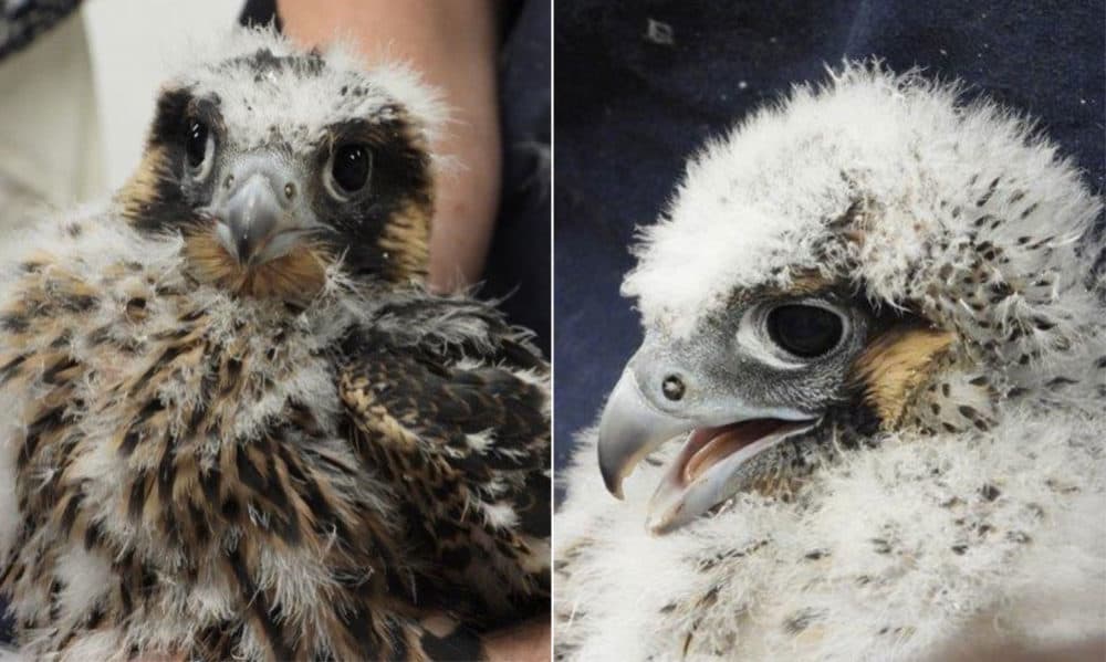Peregrine falcon chicks are held for banding after being carried down from the roof of a BU building. (Courtesy of Mark Resendes)