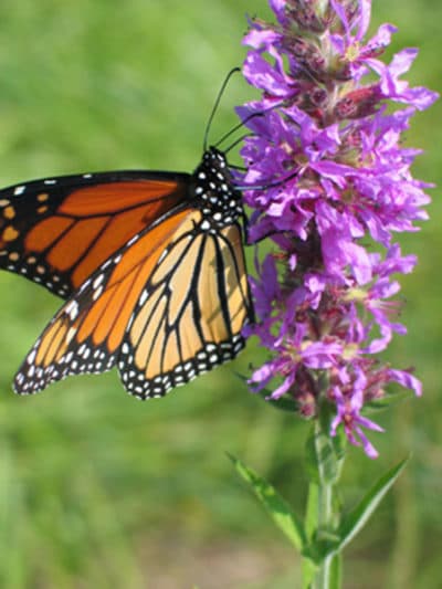 Invasive species like purple loosestrife have moved in. (Courtesy of Richard Primack)