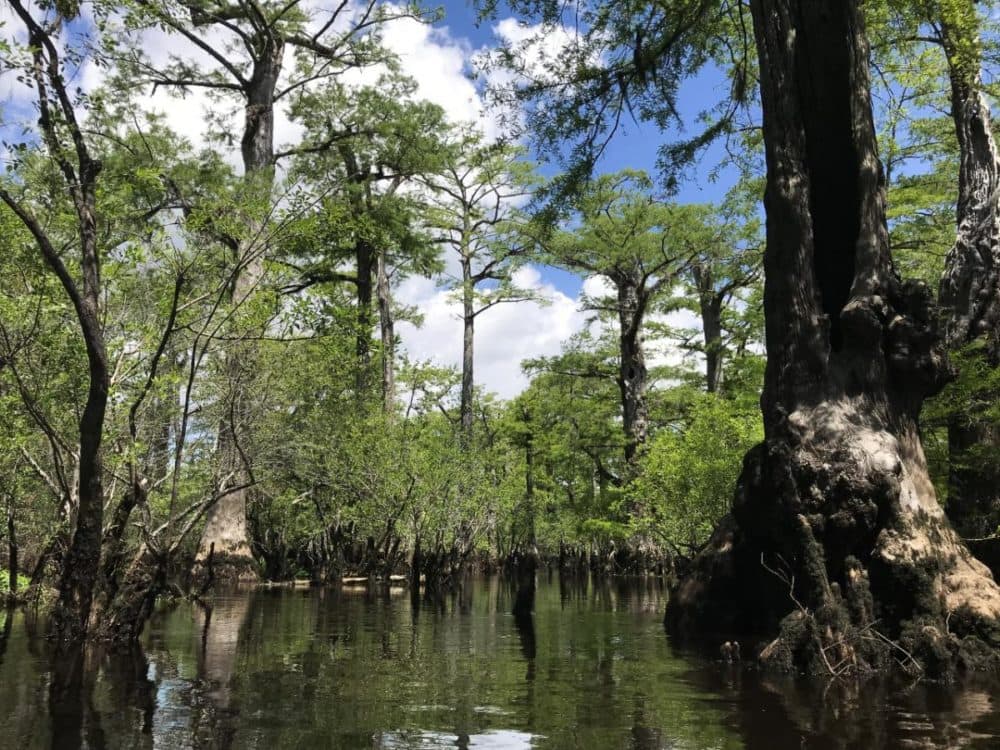 Uncovering The History Of North Carolina Swamp's Ancient Cypress Trees