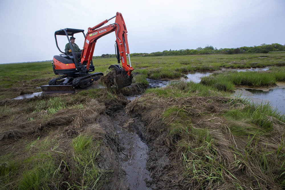 Geoff Wilson of Northeast Wetland Restoration removes the ditch plug that allows the water behind it to flow back out to the Plum Island River. (Jesse Costa/WBUR)
