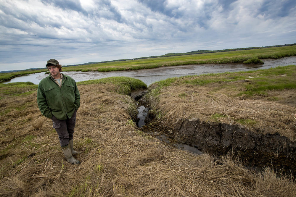 A wetland restoration project in the Parker River National Wildlife Refuge. (Jesse Costa/WBUR)
