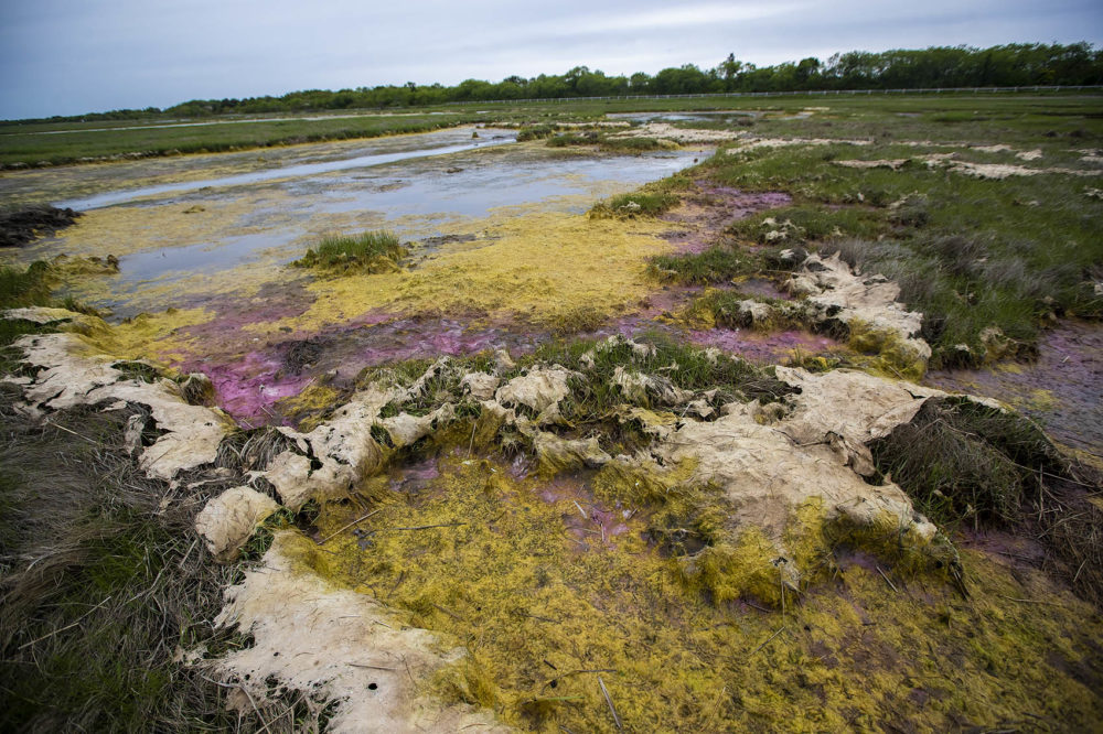 Colorful algae forms in the stagnant water behind embankments. The embankments will be removed in order allow the water to ebb and flow freely in and out of the marsh lands. (Jesse Costa/WBUR)
