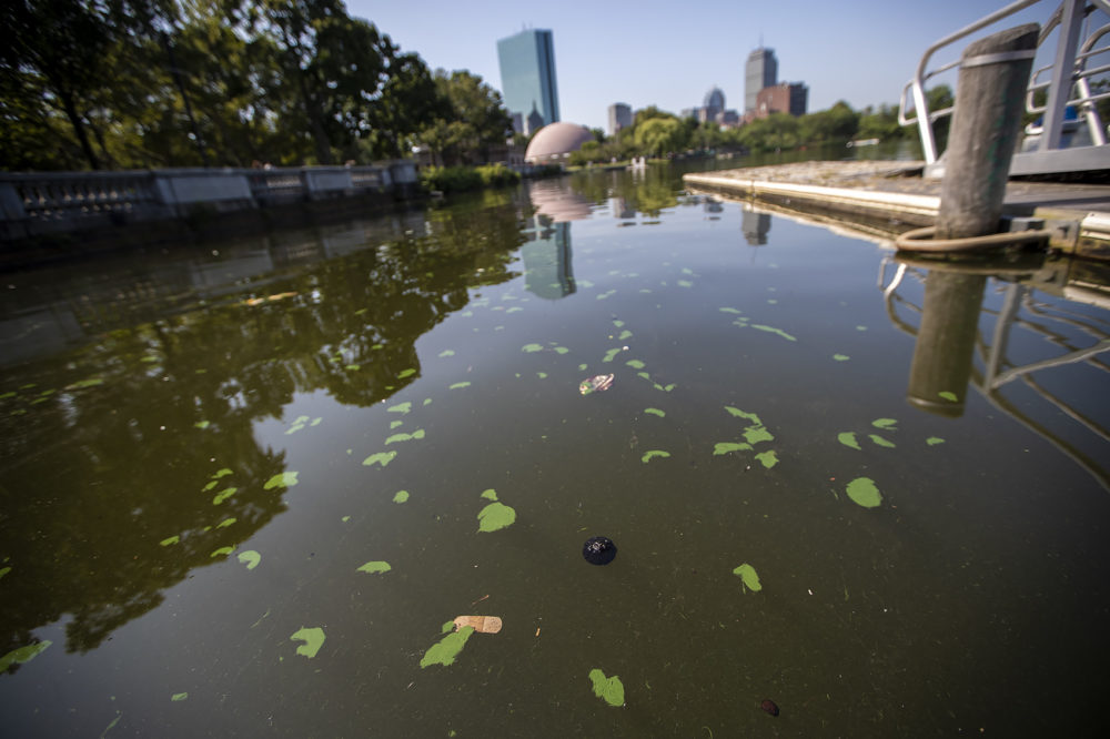 Blue-green algae, or cyanobacteria, blooms dot the surface of the Charles River Friday morning. (Jesse Costa/WBUR)