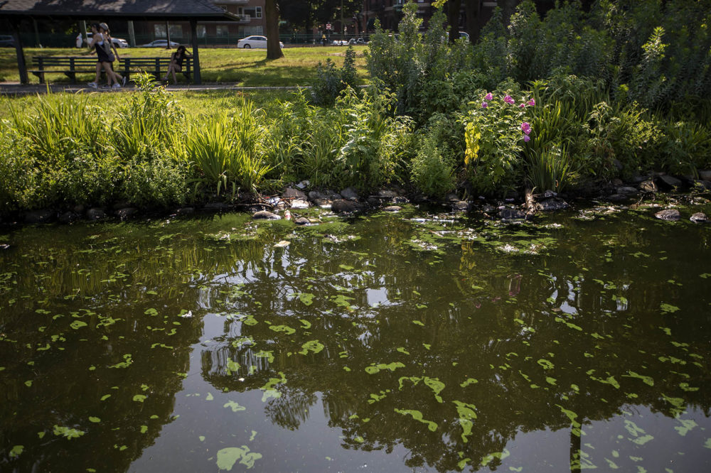 Green-blue algae blooms dot the surface of the Charles River along the esplanade by Community Boating. (Jesse Costa/WBUR)