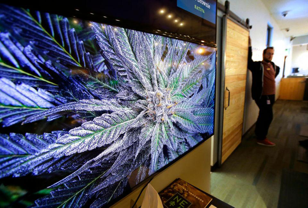 A cannabis plant on a display screen at New England Treatment Access in Northampton, Massachusetts. (Steven Senne/MassLive.com)