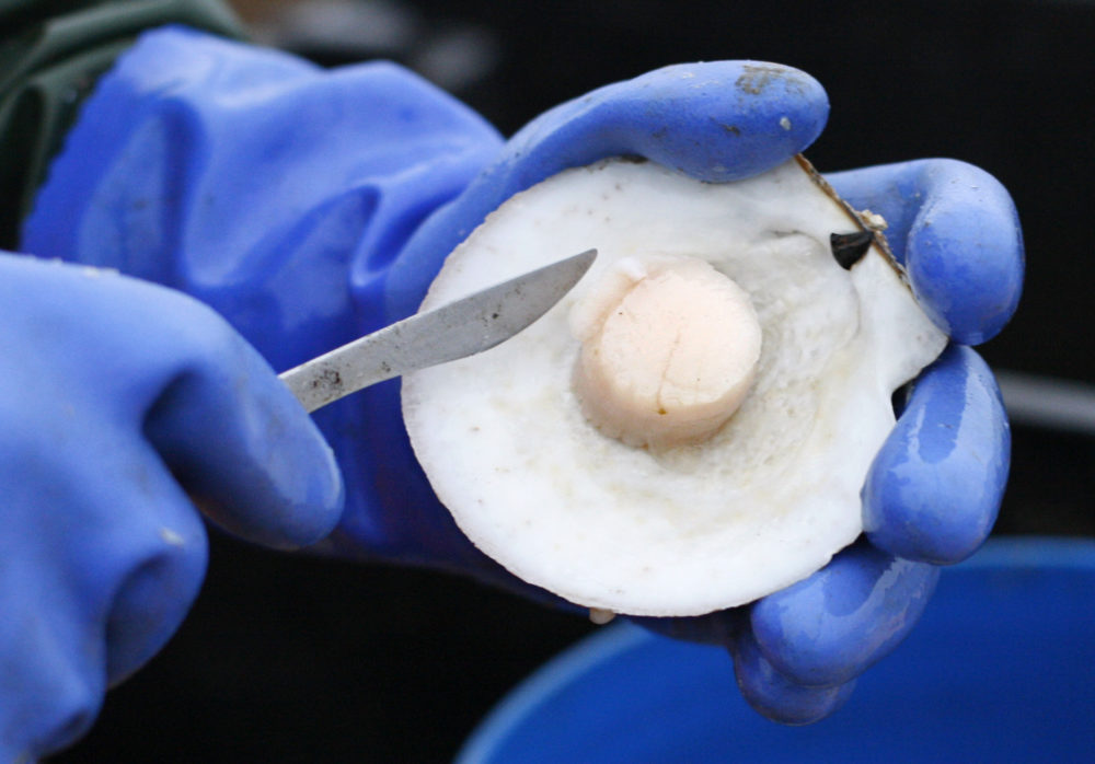 Scallop meat is shucked at sea off Harpswell, Maine in 2011. (Robert F. Bukaty/AP)