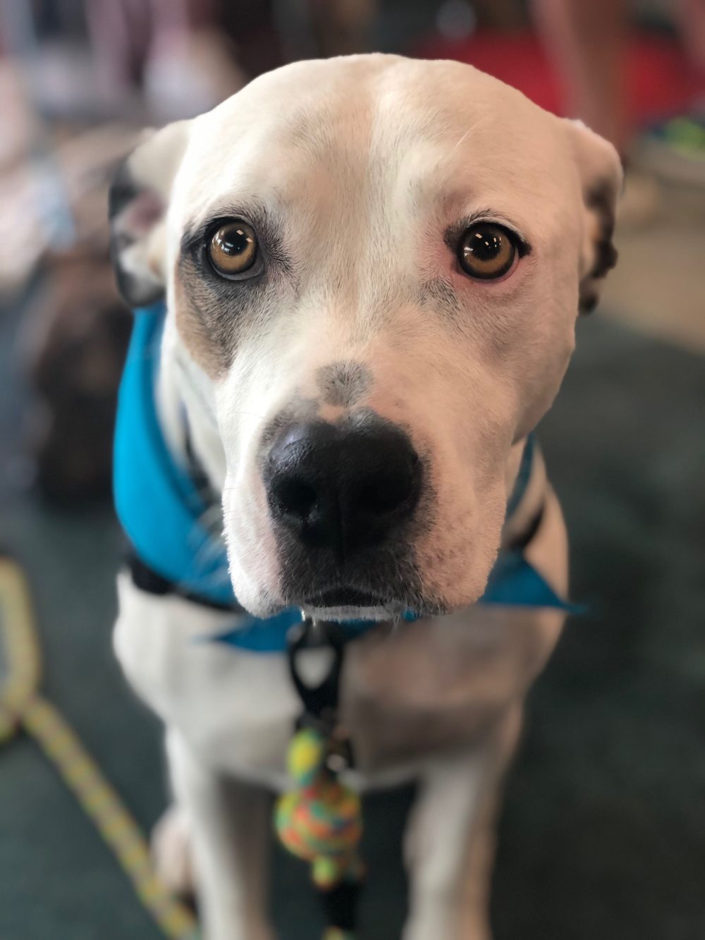 Helix, a therapy dog.(Photo courtesy of Mary Higgins)