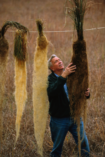 Wes Jackson, founder of the Land Institute in Salina, Kan., examining uprooted Kernza plants. (Jim Richardson via E&amp;E News)