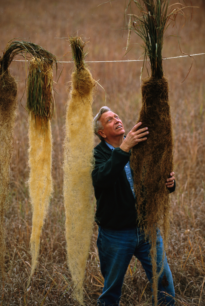 Wes Jackson, founder of the Land Institute in Salina, Kan., examining uprooted Kernza plants. (Jim Richardson via E&E News)