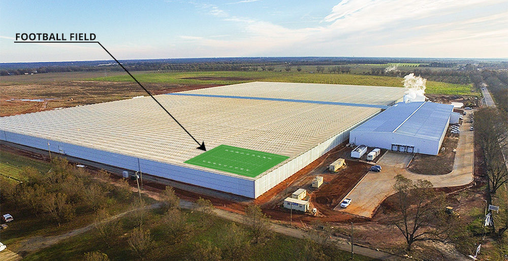 The Pure Flavor greenhouse in Fort Valley, Ga., currently spans 25 acres – or roughly the size of 19 football fields. The facility will triple in size to 75 acres by 2022. (Pure Flavor)