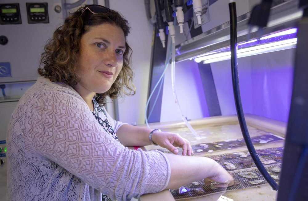 Boston University ecologist Randi Rotjan by one of the coral tanks in her lab (Robin Lubbock/WBUR)