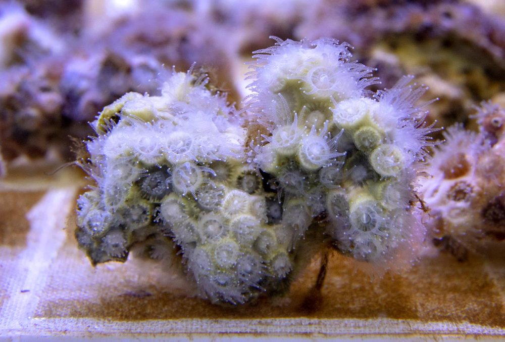 The coral extends its translucent tentacles to feed. (Robin Lubbock/WBUR)