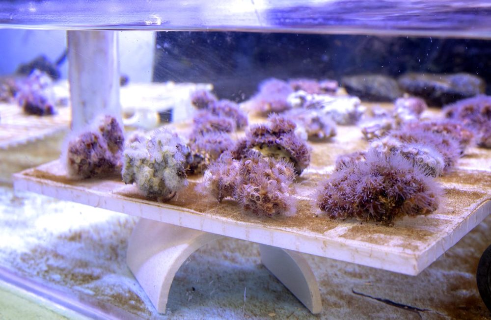 A tray of corals in a tank at Rotjan's lab (Robin Lubbock/WBUR)