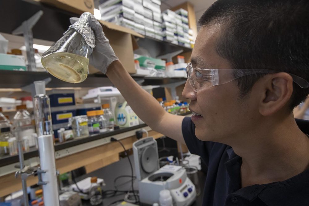 Weng looks at a beaker of plant extract in his lab at the Whitehead Institute. (Jesse Costa/WBUR)