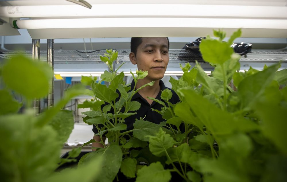 In the greenhouse, Jing-Ke Weng examines tobacco plants being used in plant genetics experiments. (Jesse Costa/WBUR)