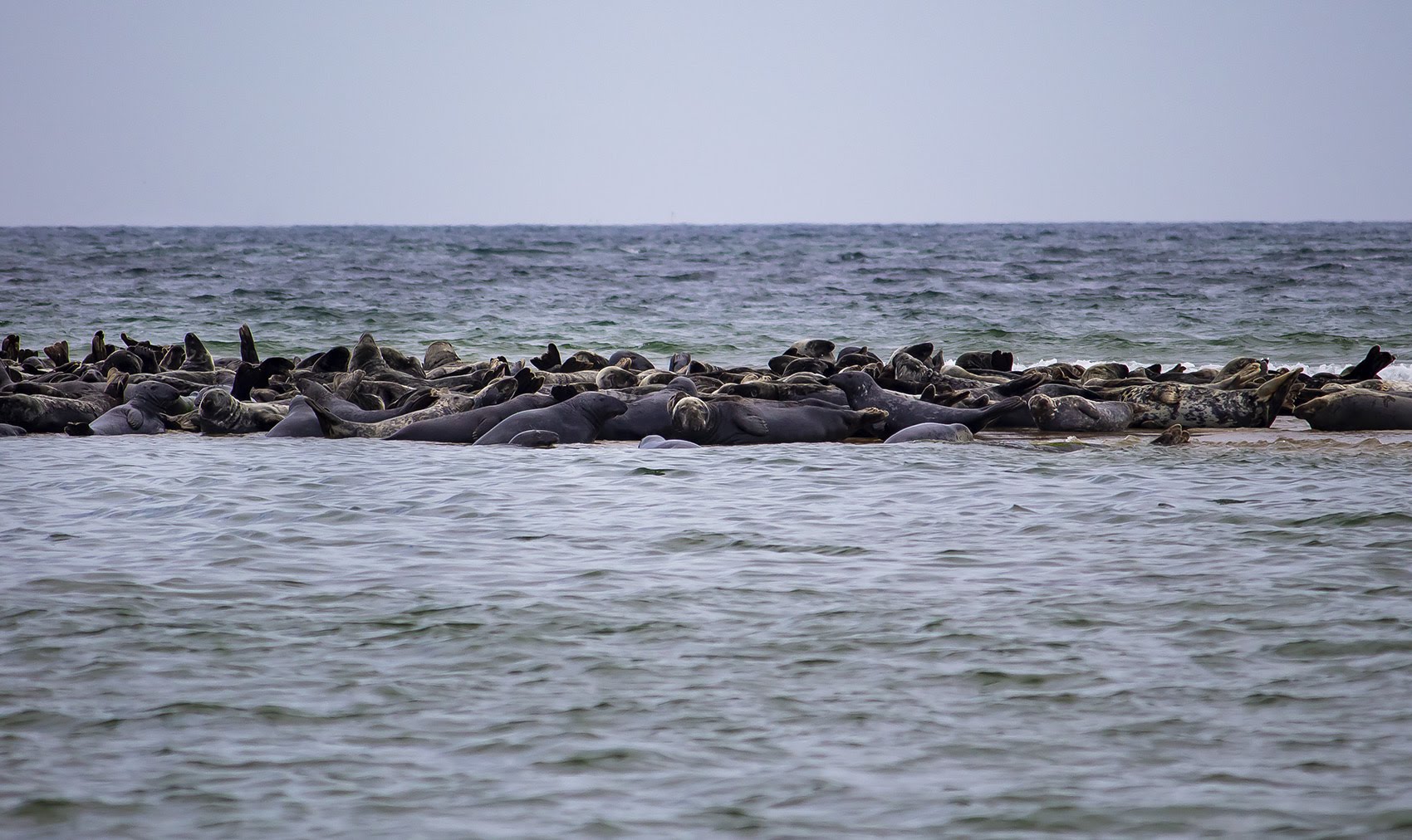 A gray seal haul out near Head of the Meadow Beach in Truro. (Miriam Wasser/WBUR)