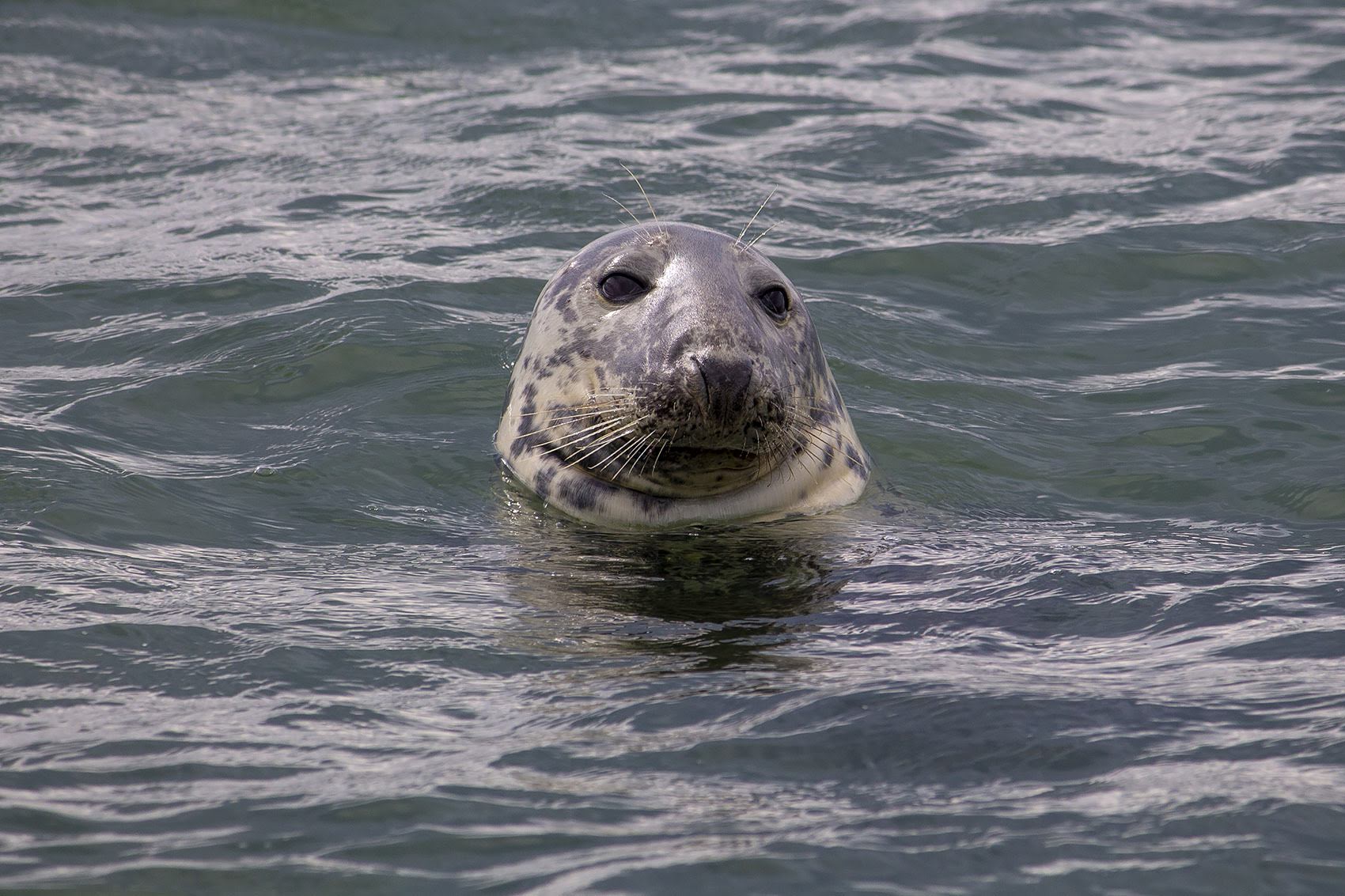 Gray Seal  NOAA Fisheries