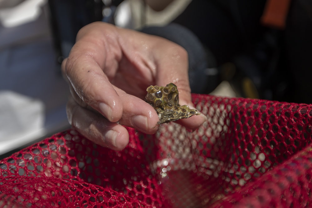 Sharp holds one of the Northern Star coral samples she and her team collected. (Jesse Costa/WBUR)